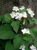 fishy-smell herb,chameleon plant,fishwort,bishops weed,heartleaf,houttuynia